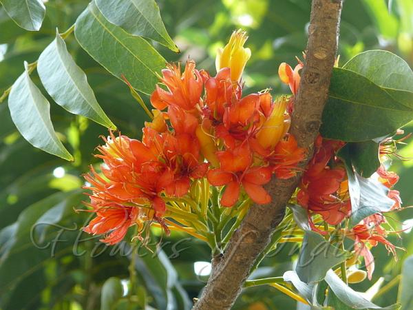 Australian Chestnut